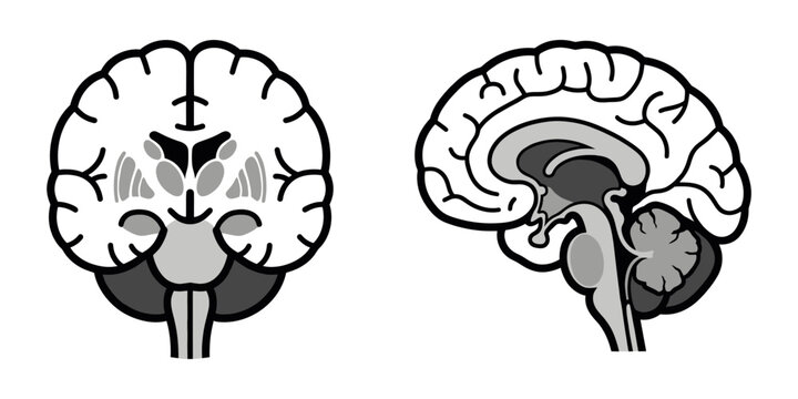 Human brain anatomy illustrating coronal and sagittal views
