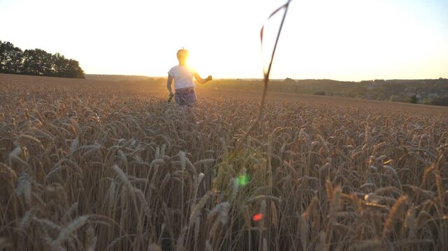 Young girl in sunglasses running with her dog through ripe spikelets at meadow. Cute siberian husky pulling the leash during jogging on wheat field at sunset. Sunlight at background. Slow motion