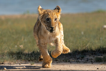 Lion (Panthera leo) cub. The lion cubs were walking, drinking  and playing close to a waterhole in...
