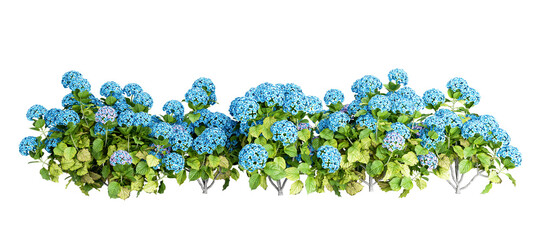 Hydrangea flower isolated on white background