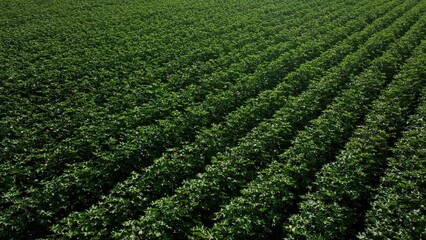 Farmland with crop rows in summer sunshine growing in peaceful countryside in North Carolina fields