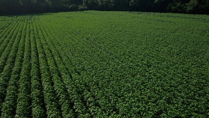 Farmland with crop rows in summer sunshine growing in peaceful countryside in North Carolina fields