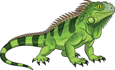 Obraz premium Detailed green iguana vector illustration of a tropical lizard reptile with scales and spikes isolated on white background for nature design