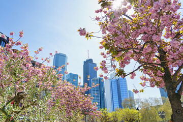 A large skyline panorama of Frankfurt am Main in spring. Sakura blossoms.