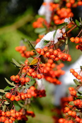Obraz premium Firethorn, a firethorn plant in nature covered in snow. 