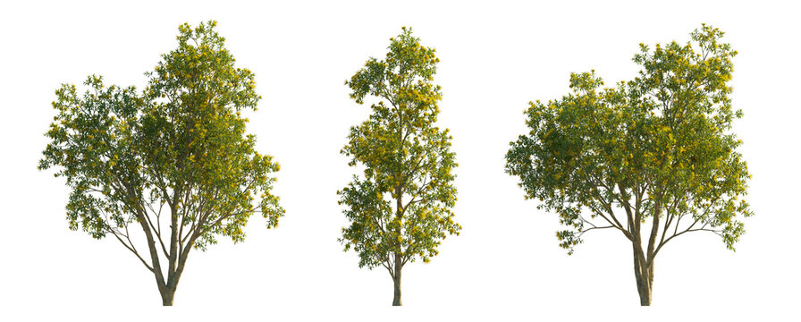Xanthostemon chrysanthus (Golden Penda, Golden Myrtle) isolated PNG on a transparent background premium nature cutout
