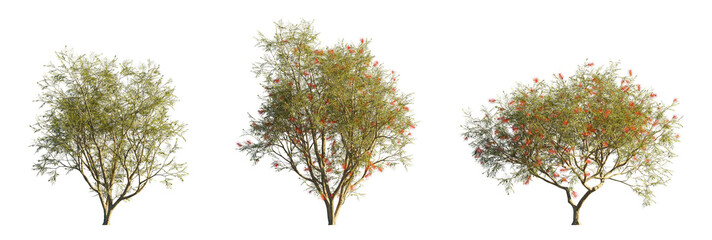 Grevillea banksii (Red Silky Oak, Dwarf Red Grevillea) Isolated PNG on a Transparent Background...