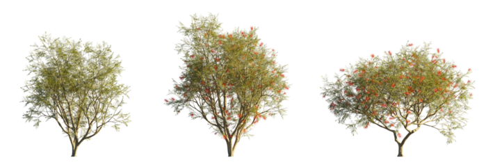 Grevillea banksii (Red Silky Oak, Dwarf Red Grevillea) Isolated PNG on a Transparent Background Premium Nature Cutout