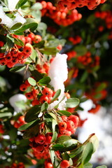 Obraz premium Firethorn, a firethorn plant in nature covered in snow. 