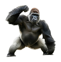 Gorilla displaying strength in nature wildlife dynamic scene isolated on transparent background