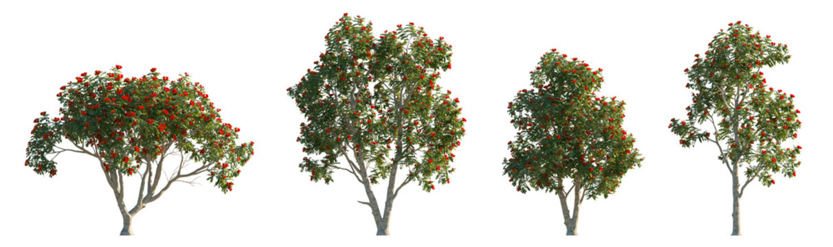 Spathodea campanulata (African Tulip Tree, Flame of the Forest) isolated PNG on a transparent background premium nature cutout