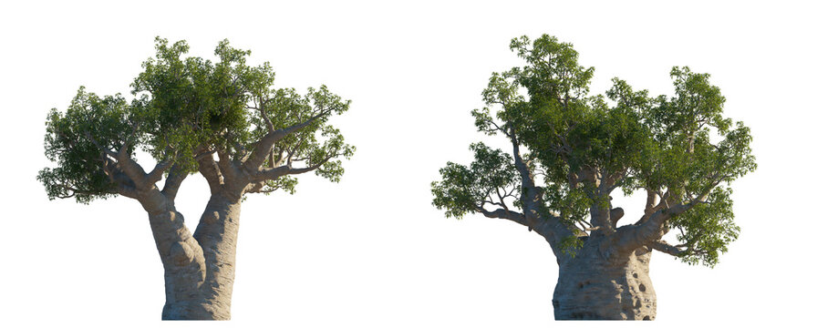 Adansonia gregorii isolated PNG boab tree on a transparent background premium nature cutout