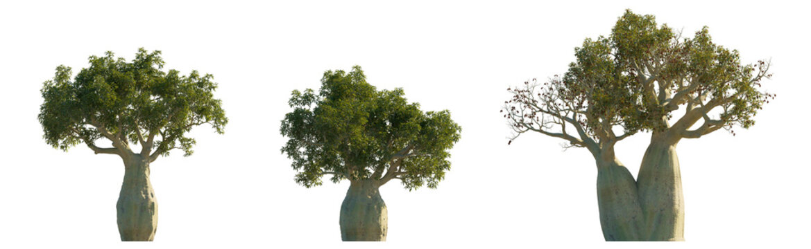 Brachychiton rupestris (Queensland Bottle Tree, Narrow-leaved Bottle Tree) isolated PNG on a transparent background premium nature cutout