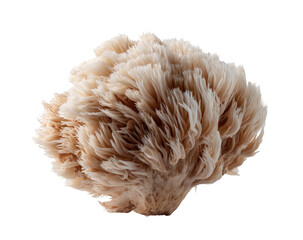 Close-up of a fluffy, light beige mushroom, with a slightly darker base,  showing fine, feathery textures