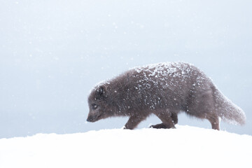 Obraz premium Blue morph Arctic fox walking in a snowy white winter landscape