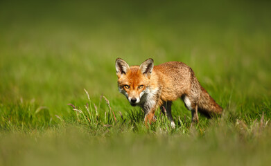 Obraz premium Red fox walking on green grass in meadow