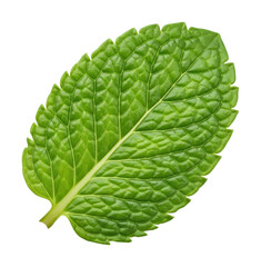 Obraz premium Fresh mint leaf natural botanical isolated on transparent background
