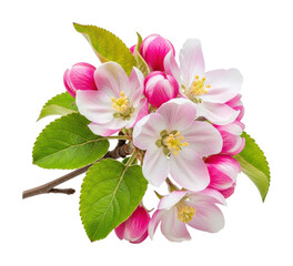 Obraz premium Blooming apple blossoms nature floral arrangement isolated on transparent background