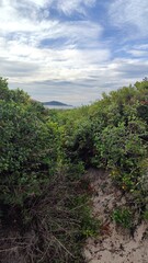 Uma ilha vista em meio &agrave; vegeta&ccedil;&atilde;o de restinga de uma duna, na praia do Campeche, em Florian&oacute;polis, estado de Santa Catarina, Brasil