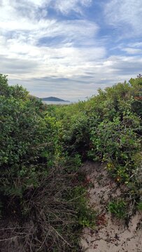 Uma ilha vista em meio &agrave; vegeta&ccedil;&atilde;o de restinga de uma duna, na praia do Campeche, em Florian&oacute;polis, estado de Santa Catarina, Brasil