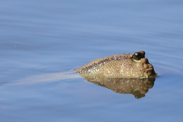 A close-up of a giant mudskipper fish floating on the surface of the water. 