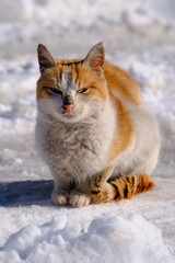 The cat, the cat sitting on the snow.
