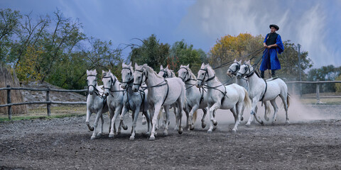 Puszta, Hungary &ndash; October 10, 2025 : Riding demonstration, Rider standing on the last two horses of a galloping horse team, Puszta, Hungary