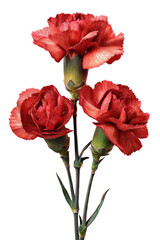 Close-up of three deep red carnations