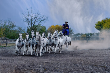 Puszta, Hungary &ndash; October 10, 2025 : Riding demonstration, Rider standing on the last two horses of a galloping horse team, Puszta, Hungary