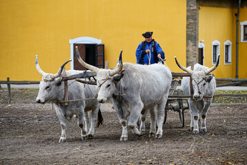 Puszta, Hungary &ndash; October 10, 2025 : Steppe cattle conduction demonstration, Puszta, Hungary