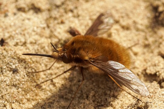 Closeup of the odd parasite , the dark-edged bee-fly , Bombyblius major, with it's long nose
