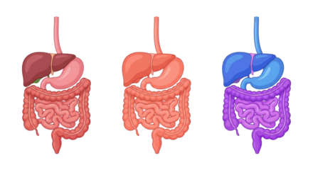 Digestive System Anatomy Models with Different Colors