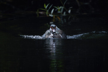 male wood duck swimming in a pond