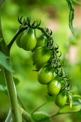 Unripe green tomatoes growing in the garden in summer.