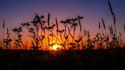 Serene sunset over field with silhouetted wildflowers and grass