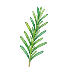 Obraz premium Watercolor Botanical Illustration of Rosemary Branch Isolated