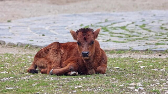Baby Aurochs, Heck cattle, Bos primigenius taurus, claimed to resemble the extinct aurochs. Domestic highland cattle