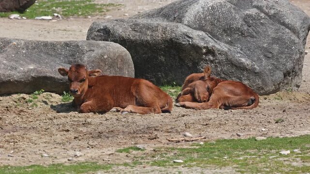 Baby Aurochs, Heck cattle, Bos primigenius taurus, claimed to resemble the extinct aurochs. Domestic highland cattle