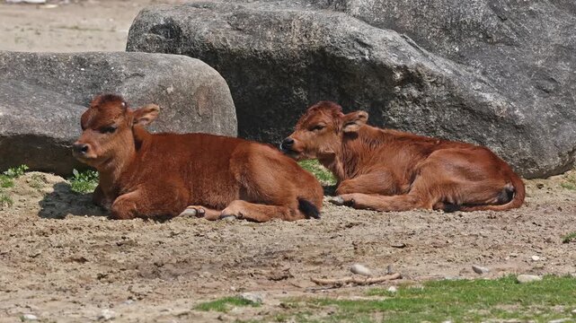 Baby Aurochs, Heck cattle, Bos primigenius taurus, claimed to resemble the extinct aurochs. Domestic highland cattle