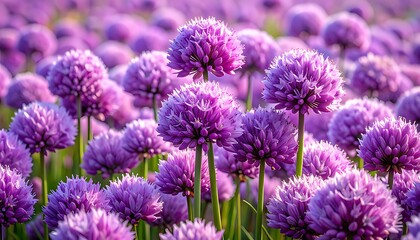 Field of Purple Allium Flowers in Full Bloom.