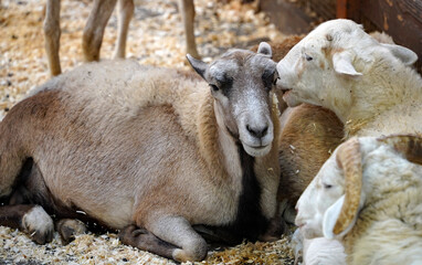 sheep resting in a barn