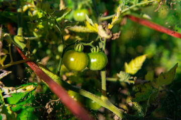 Fototapeta premium ripe cherry tomatoes