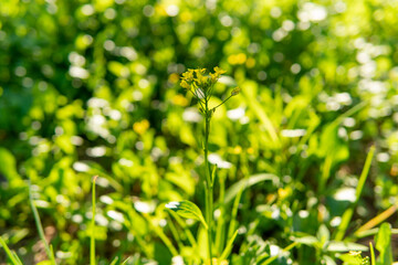 Fototapeta premium green field with yellow flowers