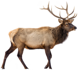 A majestic, brown-furred male elk with impressive, multi-branched antlers stands alert and poised, exhibiting a realistic photographic style against a stark,, isolated on transparent background.