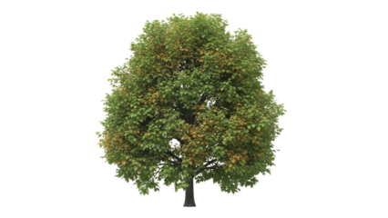 Green deciduous tree with brown leaves, isolated on transparent background