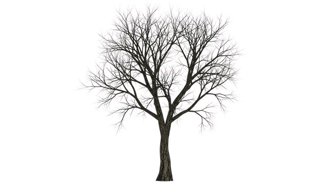 Bare tree silhouetted against transparent background