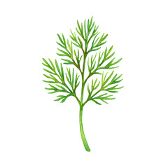 Naklejka premium Watercolor Botanical Illustration of Dill Weed Isolated
