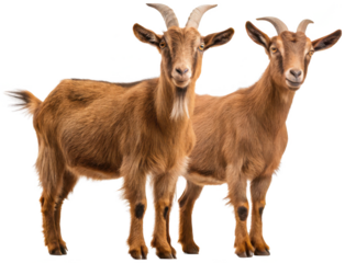 Two alert and sturdy brown goats with textured fur and curved horns stand facing forward with attentive expressions, captured in a well-lit studio setting, isolated on transparent background.