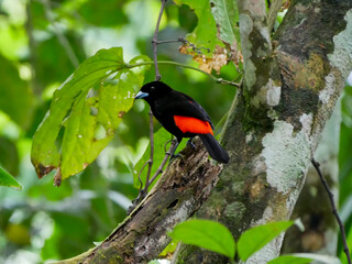 The scarlet tanager (Ramphocelus passerinii), photographed on a Tortuguero canal in Tortuguero National Park, is a medium-sized passerine bird.