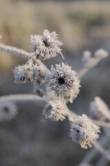 Winter frost on dead flowers and grass.